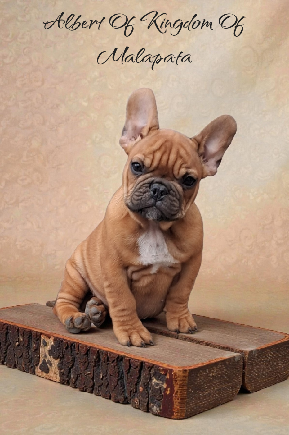 of kingdom of malapata - Chiots disponibles - Bouledogue français