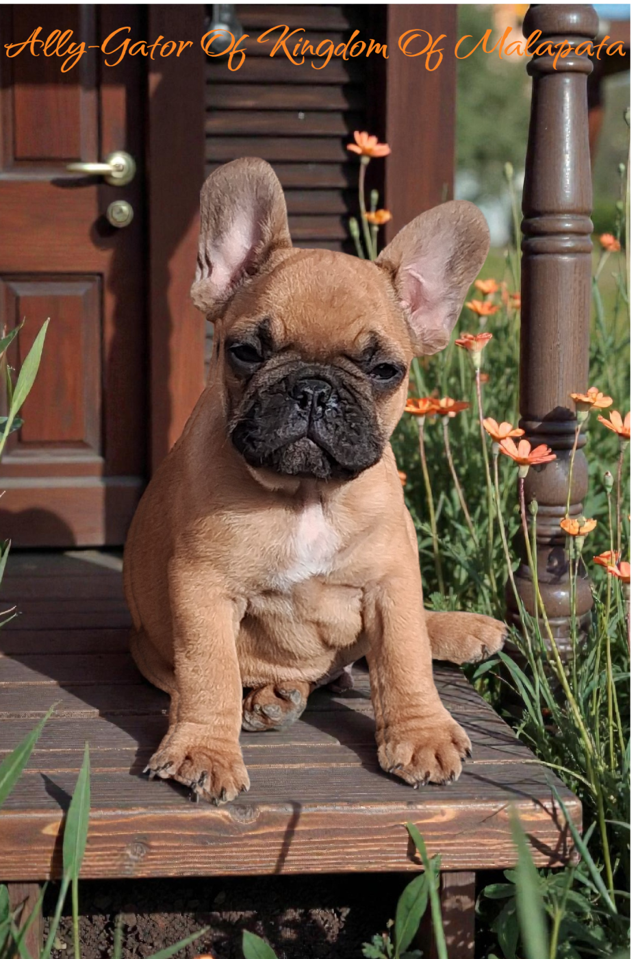 of kingdom of malapata - Chiots disponibles - Bouledogue français