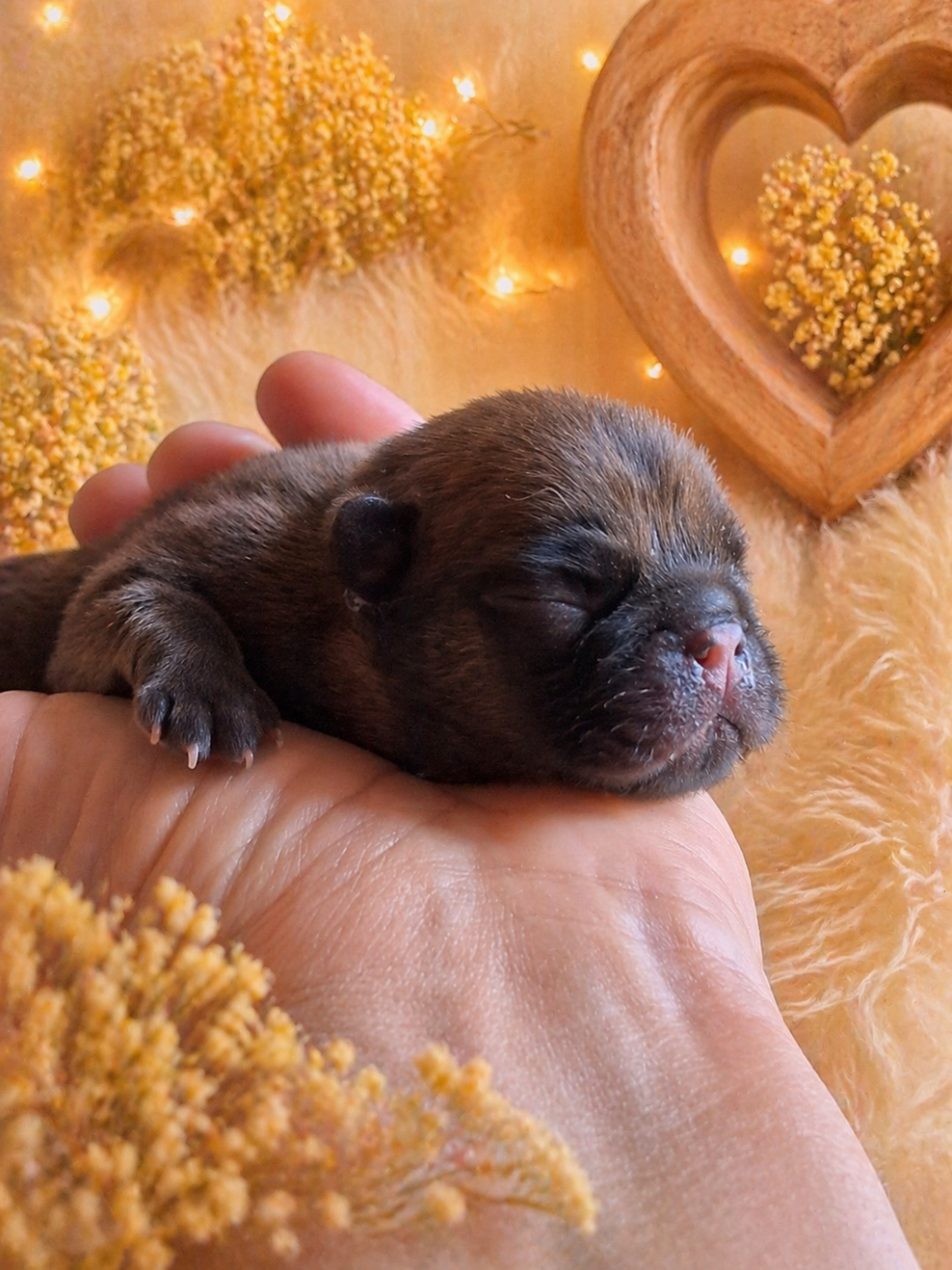 of kingdom of malapata - Chiots disponibles - Bouledogue français