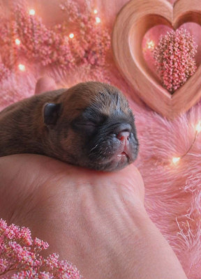 Chiot N°1