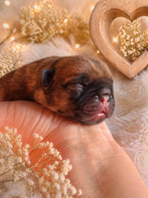 Chiot N°3